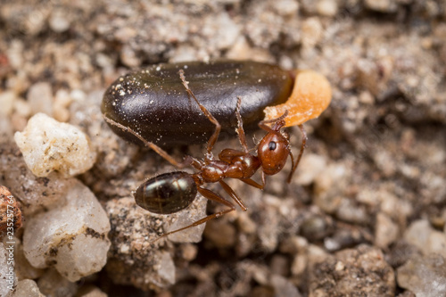 Melophotus ant collecting seeds
