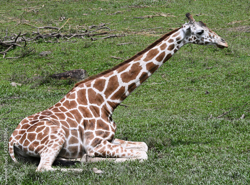 giraffe in zoo