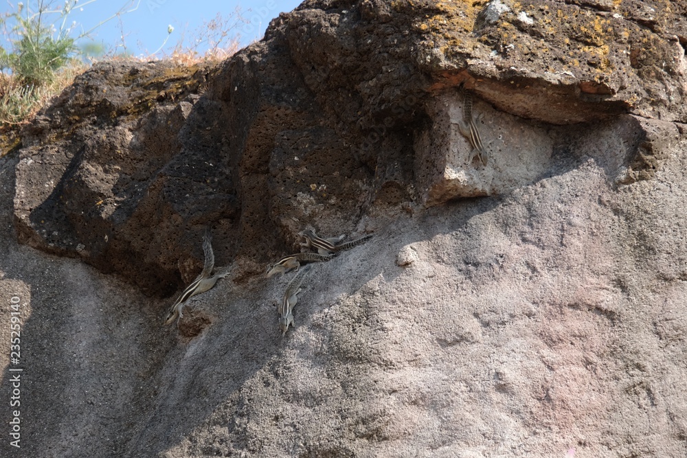 Fototapeta premium indian squirrel