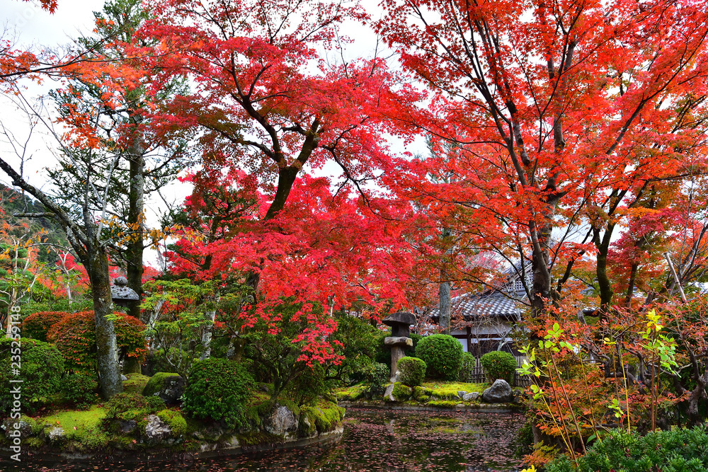 Naklejka premium 秋の紅葉