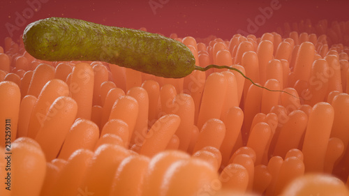 the causative agent of cholera in a small intestine 3d