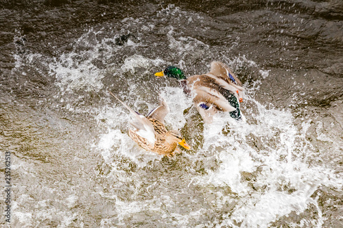 ducks splashing in the river