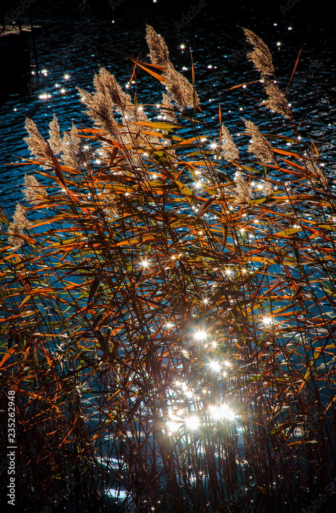 Naklejka premium Reeds in the water background