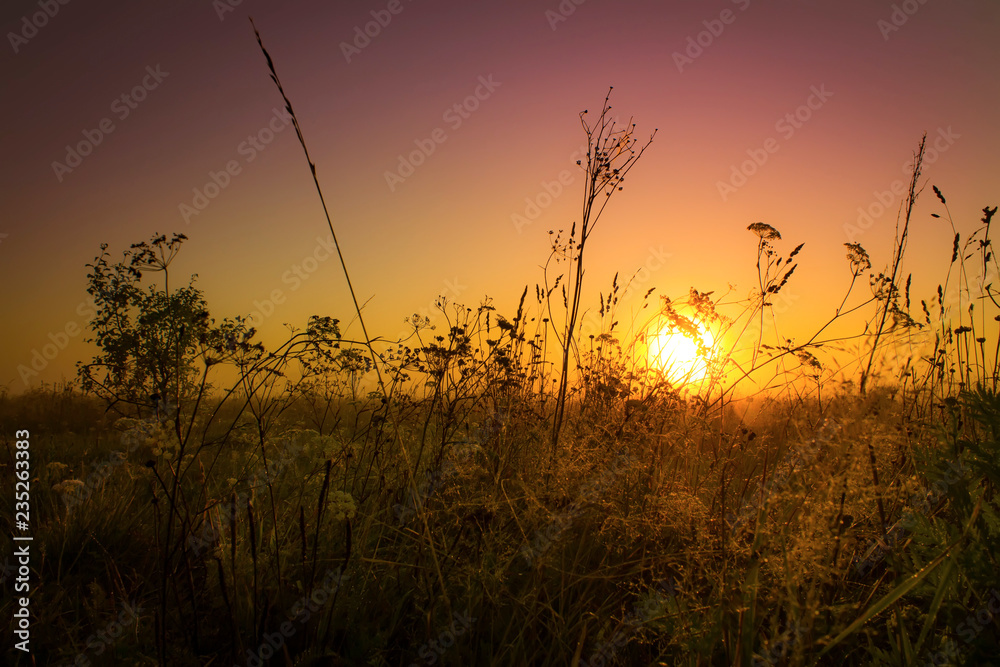 Grass at sunrise in the meadows.Summer background.