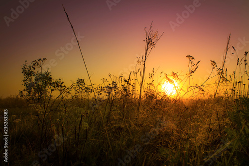 Grass at sunrise in the meadows.Summer background.