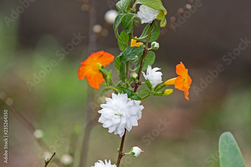 White blossom and oraange flower photo