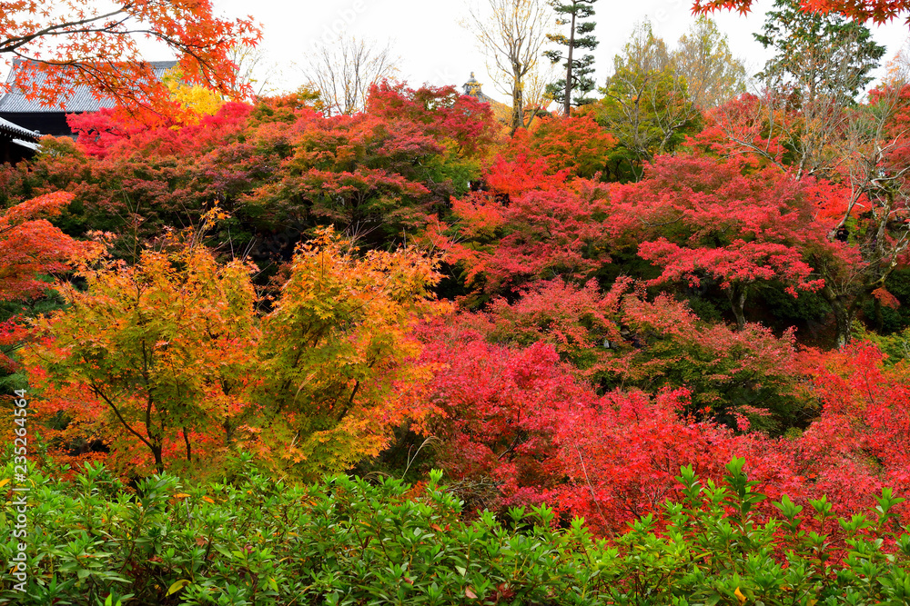 紅葉に染まる 紅葉に染まる