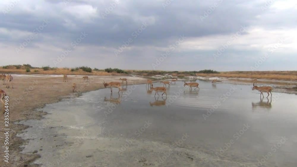 Kalmykia. Saigas. Steppe.