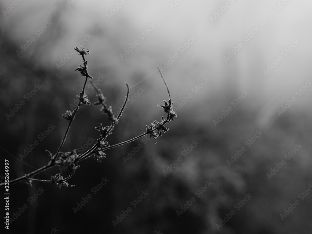 Beautiful autumn. Misty morning. Natural view. Beautiful autumn. Misty morning. Natural view.