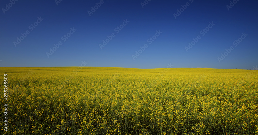the boundless flavovirent field with colza against the background of the blue sky