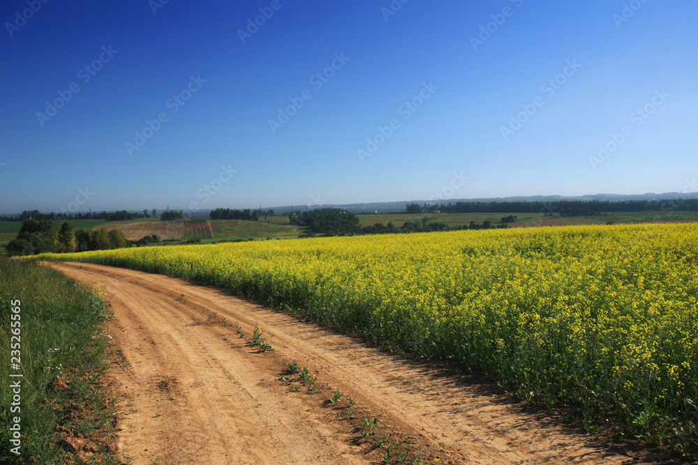 the road passing through the flavovirent field of colza against the background of the blue sky the road passing through the flavovirent field of colza against the background of the blue sky