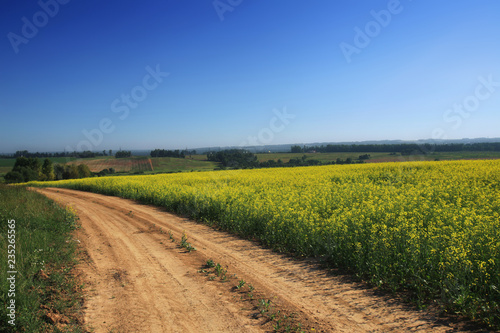 the road passing through the flavovirent field of colza against the background of the blue sky