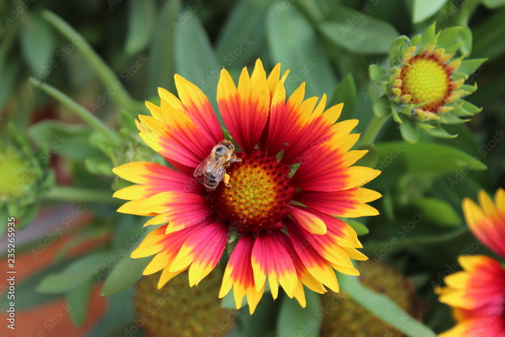 Obraz premium Blume mit Biene