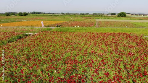 ドローン空撮　ポピー畑　日本の風景