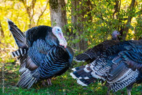 Male and female turkeys outdoors on grass