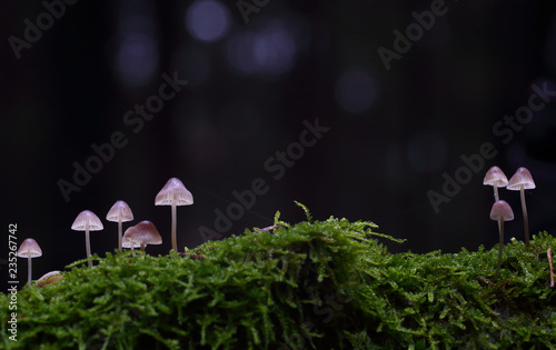 mushrooms of wild forest