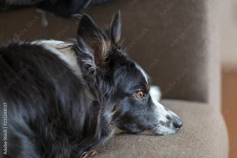 border collie rests on couch