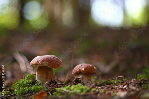 Wild forest mushrooms