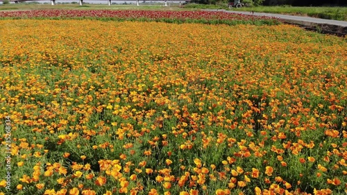 ドローン空撮　ポピー畑　日本の風景