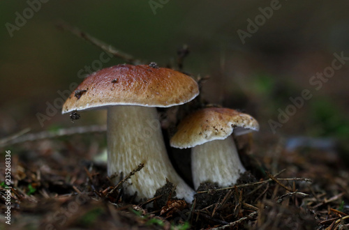 Wild forest mushrooms © Mindaugas