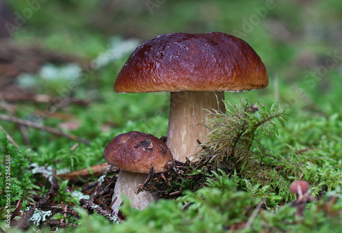 Wild forest mushrooms © Mindaugas