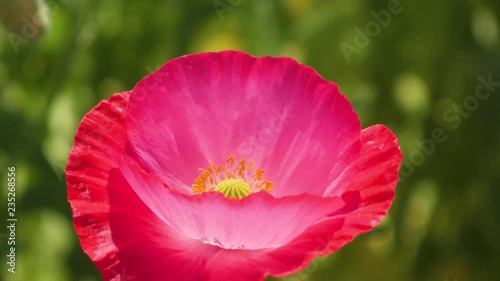 ポピー畑　日本の風景