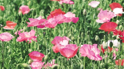 ポピー畑　日本の風景
