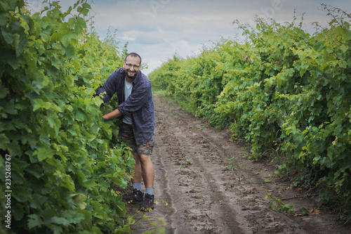 Man working in a vineyard