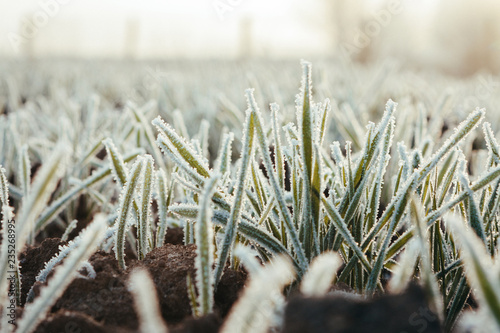 Field of Frozen young winter wheat farm agrarian agricultural concept