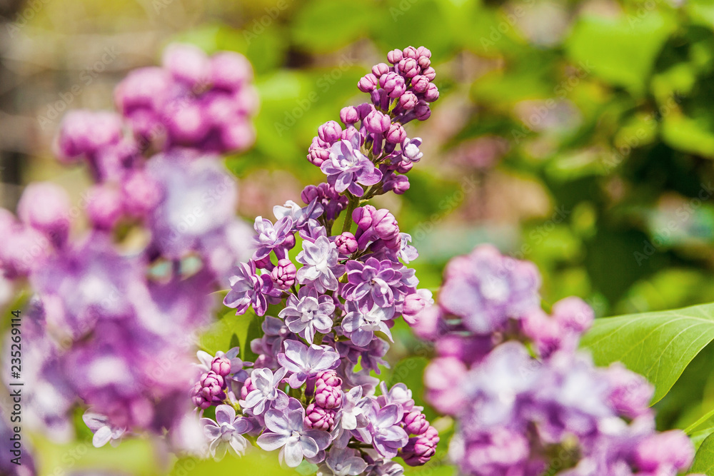 Beautiful Spring branch of blossoming lilac Beautiful Spring branch of blossoming lilac