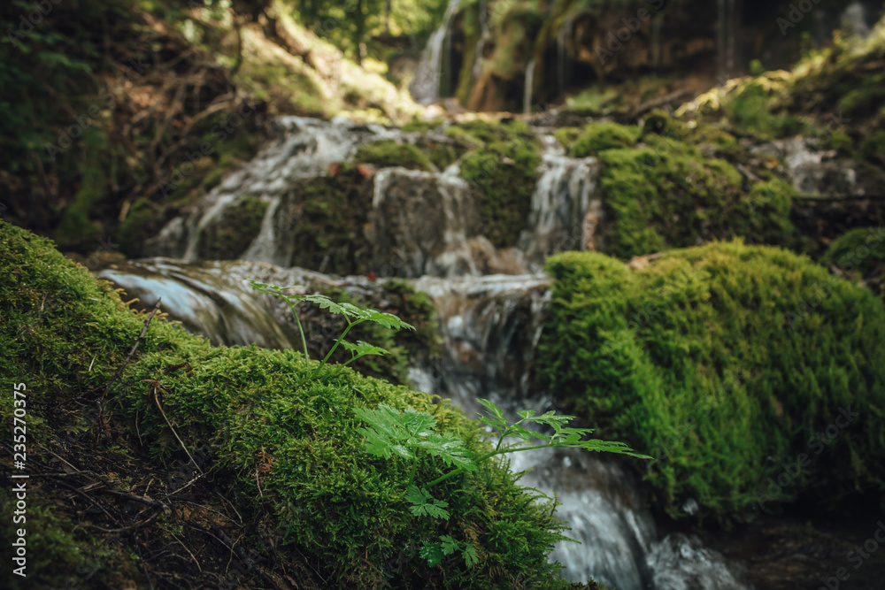 Beautiful small plant in the dense oak forest with waterfall in Serbia Beautiful small plant in the dense oak forest with waterfall in Serbia
