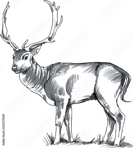 deer with big horns