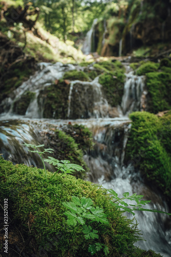 Beautiful small plant in the dense oak forest with waterfall in background