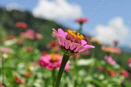 zinnia