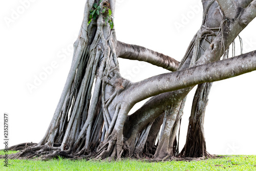 Roots of tree and trunk isolated on white background.