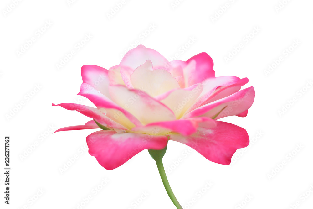 White rose flower with pink edge blooming and stem isolated on white background with clipping path White rose flower with pink edge blooming and stem isolated on white background with clipping path