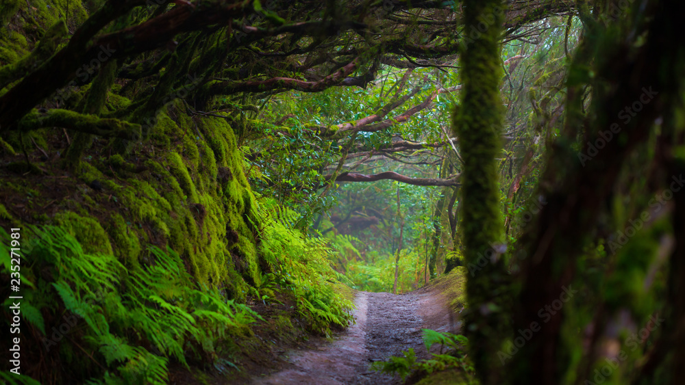 Obraz premium Ścieżka w lesie deszczowym Anaga na wyspie Teneryfa w Hiszpanii.