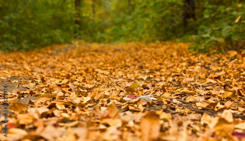 autumn carpet