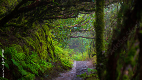 Path in Anaga Rainforest on Tenerife island, Spain. photo