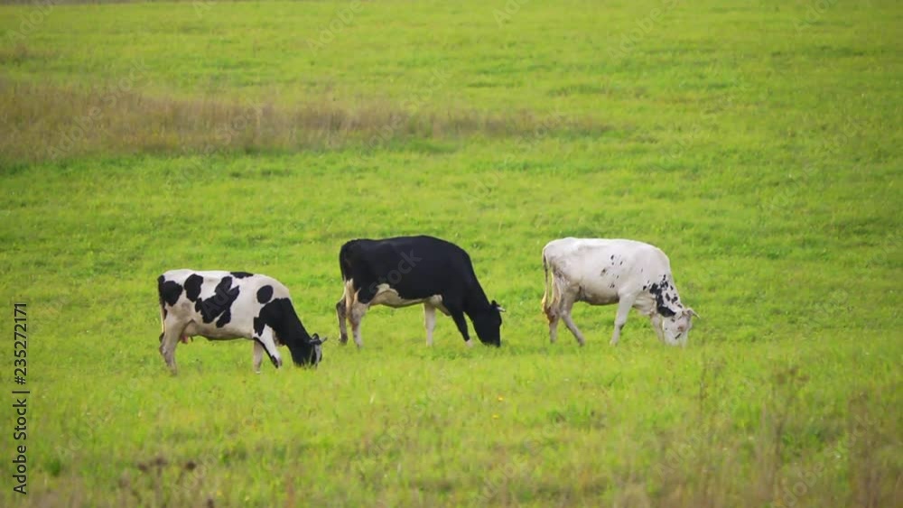colorful cows on a green meadow eating grass colorful cows on a green meadow eating grass