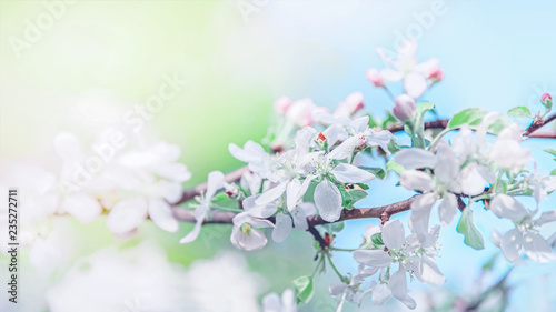 Spring branch with white small flowers. Background. Copy space © oksanamedvedeva