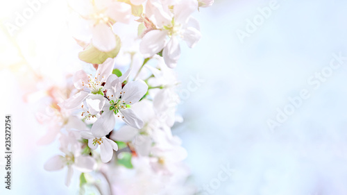 Spring branch with white small flowers. Background. Copy space