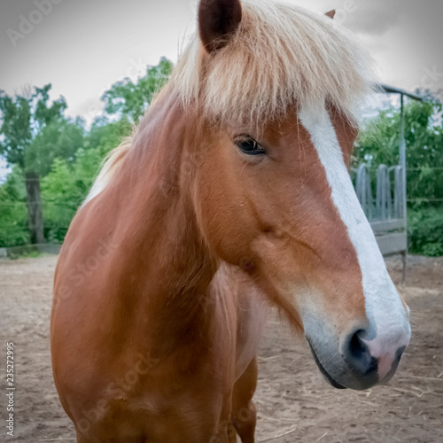 Portrait of bay horse with a mark on the muzzle on background of trees. Closeup