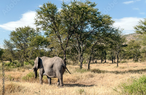 Elephants surrounded by acacias in Tanzania