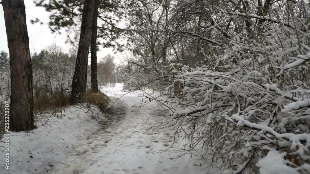 Steadicam shot of the birch forest in winter. Winter landscape. Christmas. Steadicam shot of the birch forest in winter. Winter landscape. Christmas.