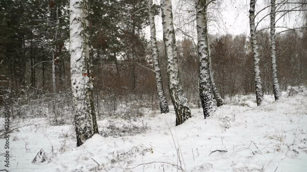 Steadicam shot of the birch forest in winter. Winter landscape. Christmas. Steadicam shot of the birch forest in winter. Winter landscape. Christmas.