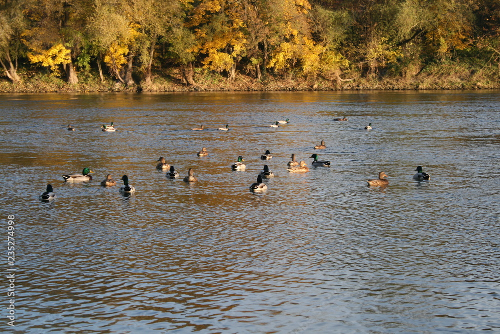 Enten Enten