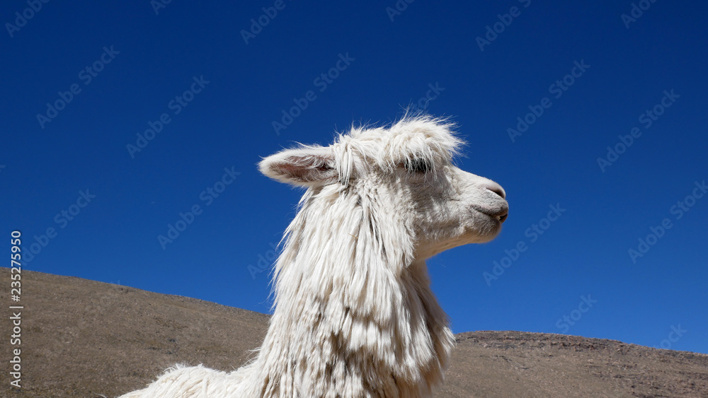 Peruvian Llamas, the famous South American animal, Peru Stock Photo | Adobe  Stock