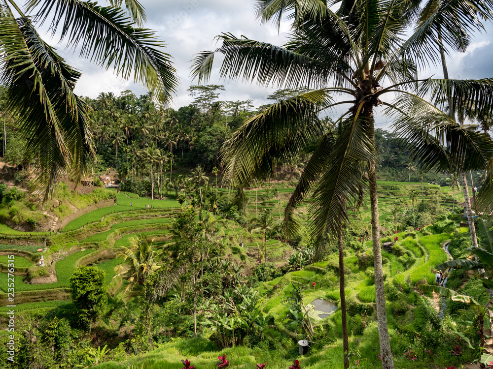Obraz premium Amazing green fields of the Tegalalang rice paddies in the heart of Bali, Indonesia. October, 2018