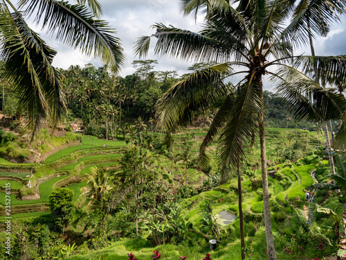 Amazing green fields of the Tegalalang rice paddies in the heart of Bali  Indonesia. October  2018